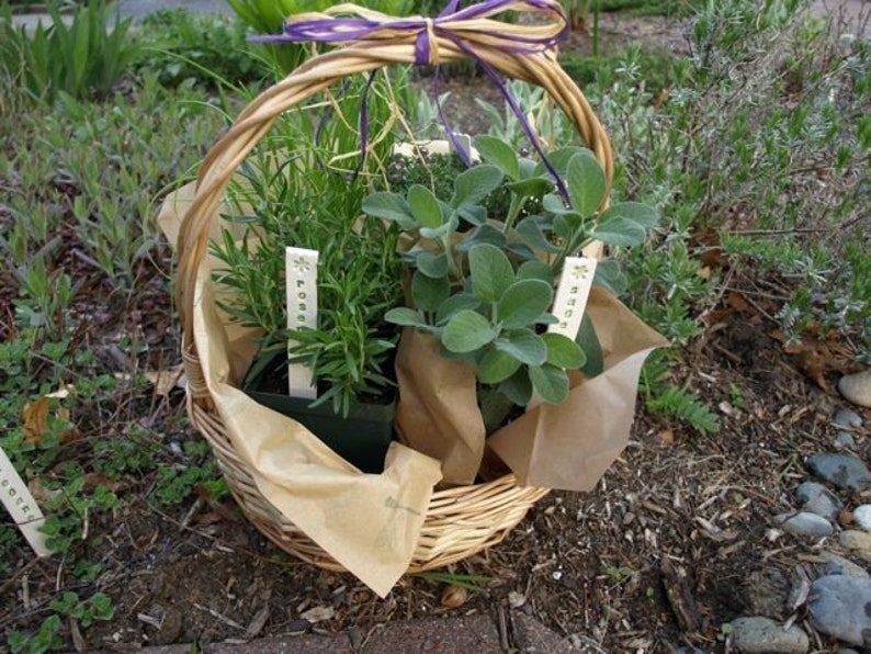 May include: A wicker basket filled with potted herbs, including rosemary, sage, and thyme. The plants are labeled with handwritten tags.