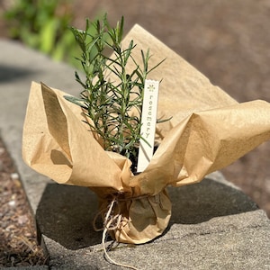 May include: A small rosemary plant wrapped in brown paper with a wooden tag that says "Rosemary" in green lettering.