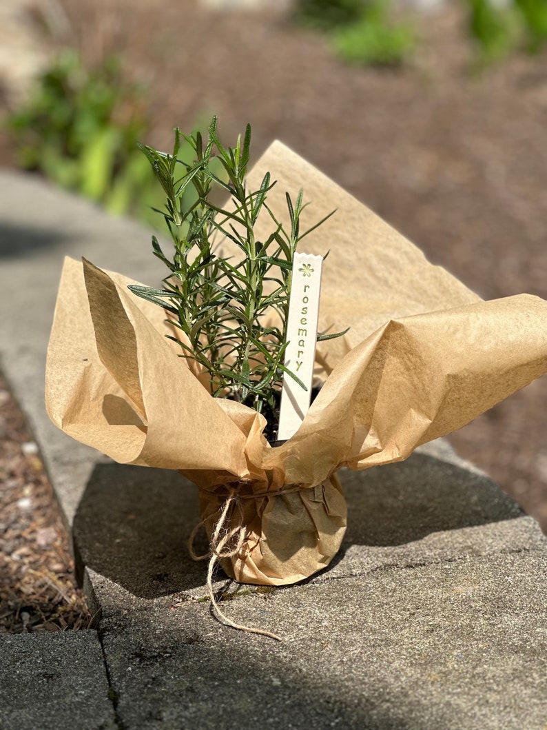 May include: A small rosemary plant wrapped in brown paper with a wooden tag that says "Rosemary" in green lettering.