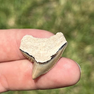 Giant Fossil Tiger Tooth 1.20&quot;!!