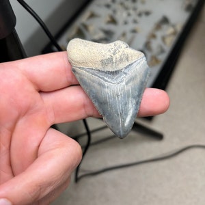 Bone Valley Megalodon Tooth 2.54&quot;! Shark Tooth!