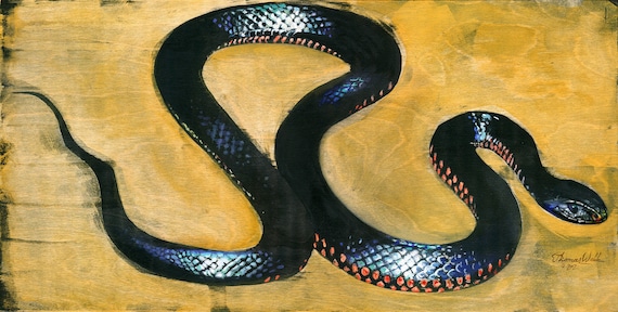 滑らかな赤い腹を持つ黒い蛇（ファインアートプリント） - Etsy 日本