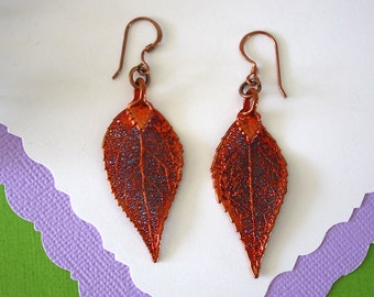Copper Leaf Earrings, Evergreen Leaf, Real Leaf Earrings, Real Copper Evergreen Leaf, Copper, Nature