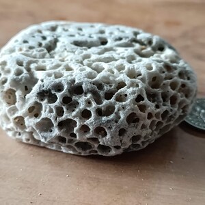May include: A white, porous, honeycomb-like rock with a rough texture. The rock is about the size of a US quarter.