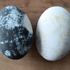 Puede incluir: Dos piedras lisas de forma ovalada. Una es negra con motas blancas, la otra es blanca con motas marrones.