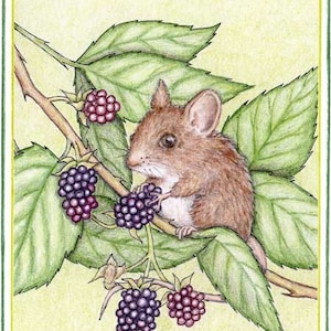 May include: A brown mouse sits on a branch of a blackberry bush, eating a blackberry. The mouse has a white belly and a long tail. The blackberry bush has green leaves and several blackberries.