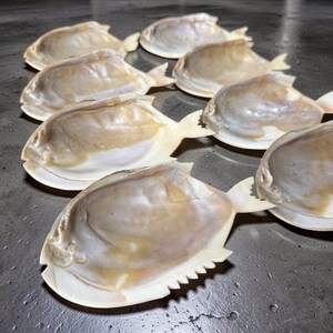 Puede incluir: Una colección de ocho conchas marinas con forma de pez, dispuestas sobre una superficie gris oscuro. Las conchas son principalmente blanquecinas con marcas marrones y beige. Cada concha tiene una aleta caudal y un borde dentado, que se asemeja a un pez.