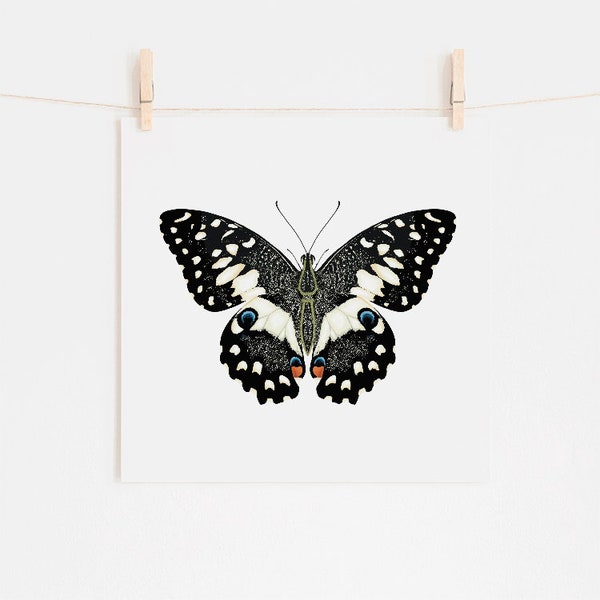 Butterfly - Fine Art Giclee Print