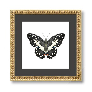 Digital Download - Butterfly Original Artwork
