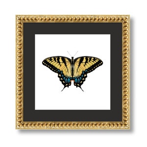 Digital Download - Tiger Swallowtail Butterfly Original Artwork
