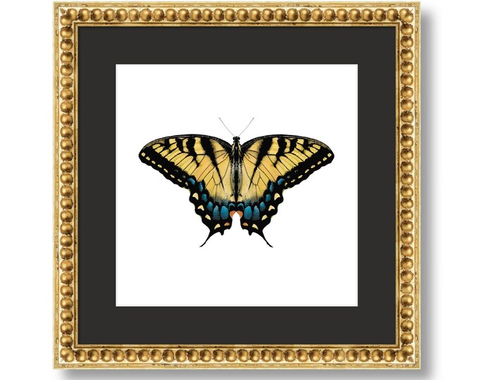 Digital Download - Tiger Swallowtail Butterfly Original Artwork - Etsy