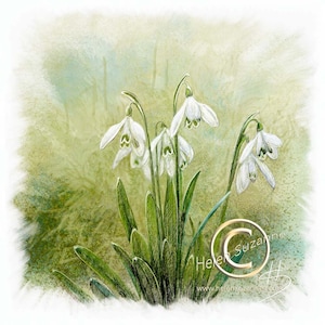 Snowdrops Greetings Card