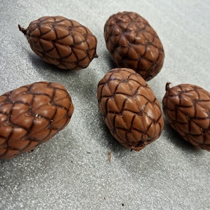 Tica-nötfrukt torkade kottar naturliga 5 stycken dekorativa föremål för DIY naturlig dekoration