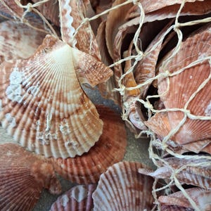 Könnte beinhalten: Eine Ansammlung von fächerförmigen Jakobsmuscheln in Beige-, Braun- und Cremetönen, die teilweise von einem hellen, dünnen, geknoteten Fischernetz aus Garn bedeckt sind. Die Muscheln weisen ausgeprägte radiale Rippen und verschiedene Oberflächenstrukturen auf.
