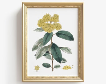 Vintage Botanical Print Antique Floral Country Farmhouse Watercolor | Vintage Kitchen Wall Art | Printable Poster Digital DOWNLOAD VAP_AR_10