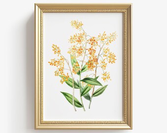 Vintage Botanical Print Antique Floral Country Farmhouse Watercolor | Vintage Kitchen Wall Art | Printable Poster Digital DOWNLOAD VAP_AR_5