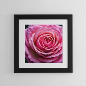Blooming Pink Rose Digital Wall Art Rose Artwork Rose Photography Rose Poster Pink Roses Coquette Room Decor