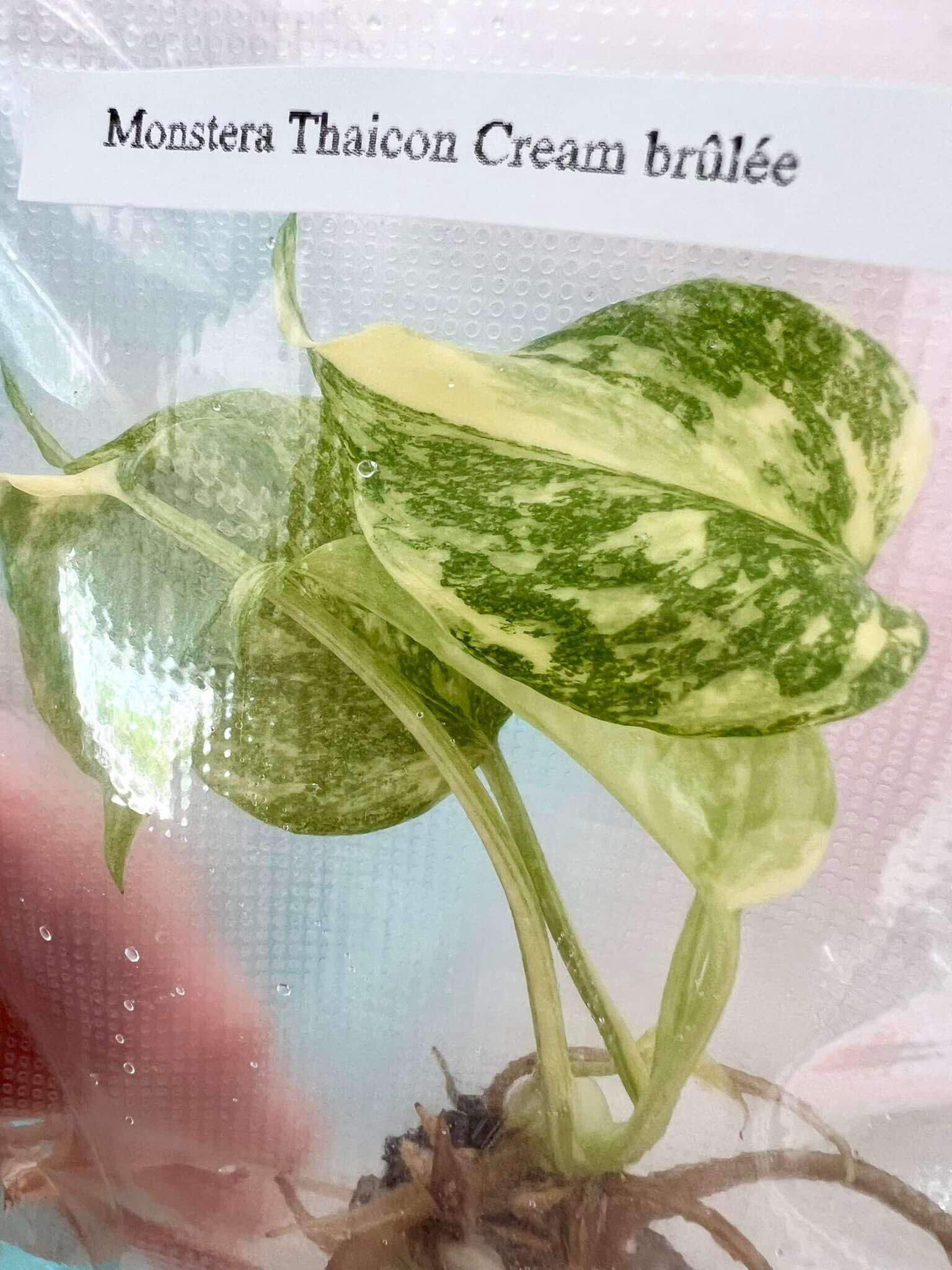 Variegated Monstera Creme Brulee Thai Constellation - Tissue Culture PRE-ORDER