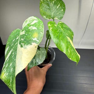 Monstera Cream Brulee, Rare Plant, Rooted, High Variegated