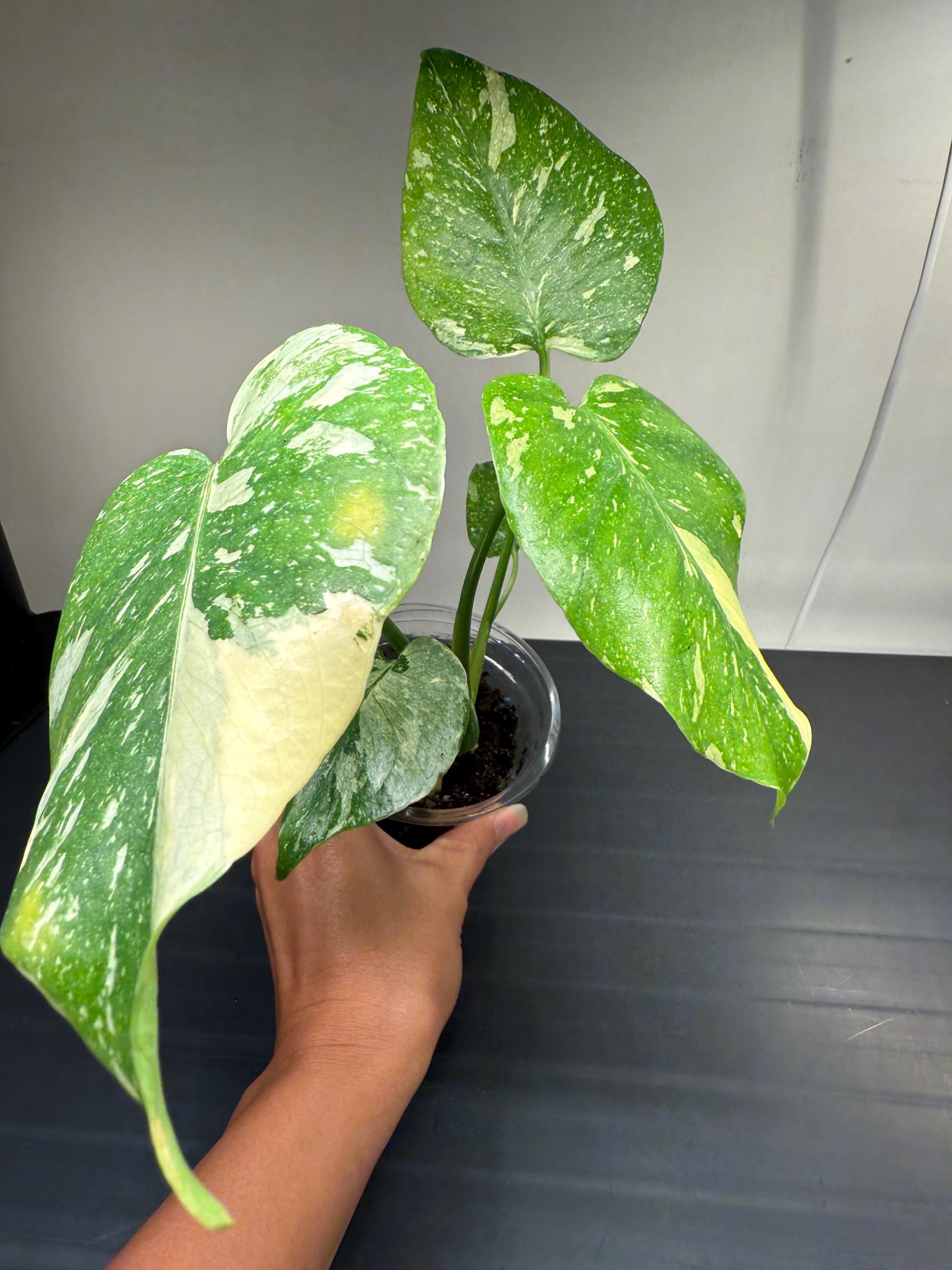 Monstera Crème Brulée - Etsy YO522Monstera Creme Bruleeモンステラ