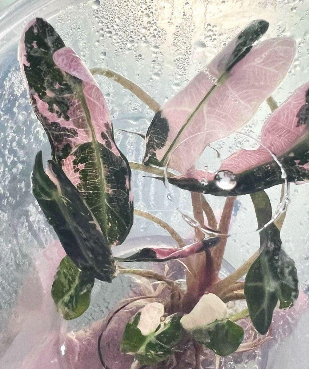 【国内在庫】 Alocasia Rare Plant, Rare Culture Tissue Var Pink Bambino その他観葉植物