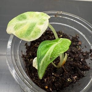 Alocasia black velvet ninja albo var from Tissue Culture, rare plant, acclimated