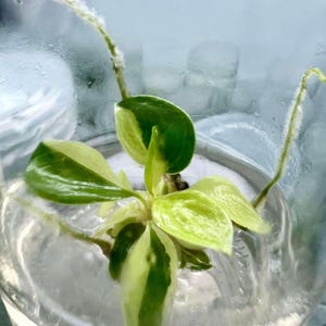 Variegated Philodendron billietiae - High Variegation Tissue Culture