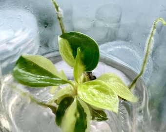 Variegated Philodendron billietiae - High Variegation Tissue Culture
