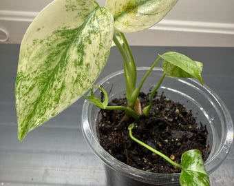 モンステラ ホワイトラヴァ monstera-white-ghost-lava-v0-