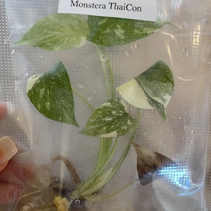 Monstera Thai Cons high var - Tissue Culture PRE-ORDER