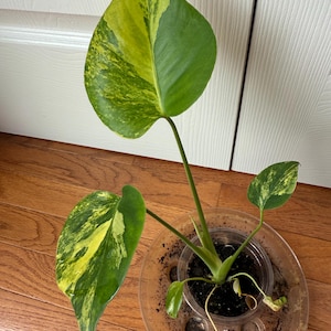 Monstera Yellow Marlyn variegated from Tissue Culture, rare plant, Exact item