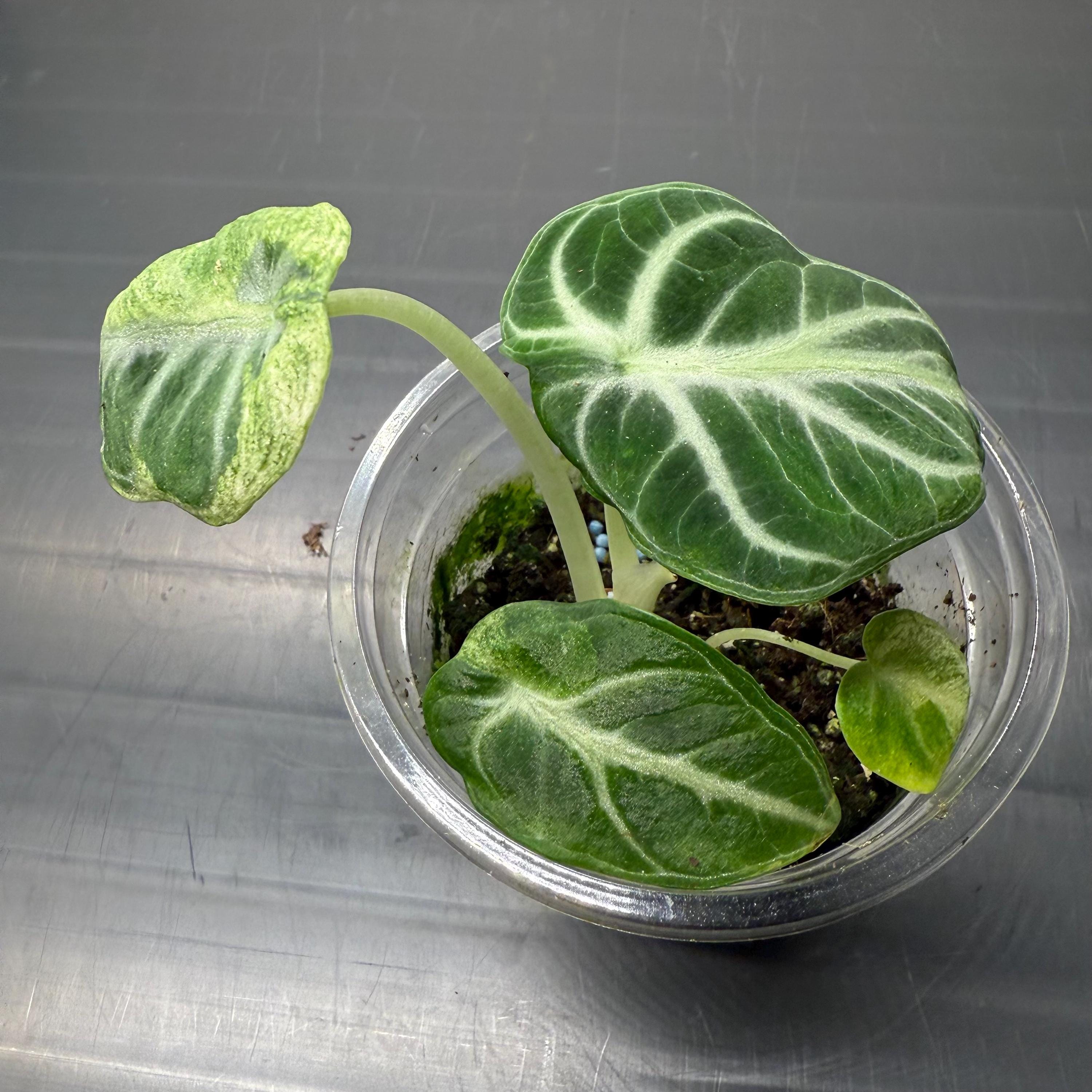 Alocasia Black Velvet Ninja Albo Var From Tissue Culture, Rare