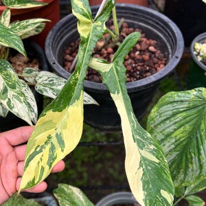 Philodendron Joepii var TC tissue culture