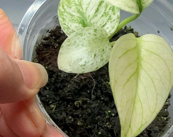 Monstera Mint, nice variegation, rare find, acclimated from Tissue Culture, starter plant