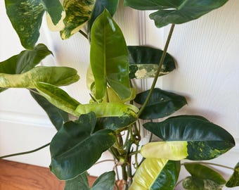 Variegated Philodendron Burle Marx: Rare Plant Cutting