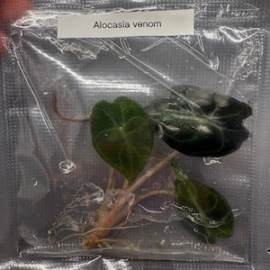 Alocasia Venom tissue culture rare plant, rare find