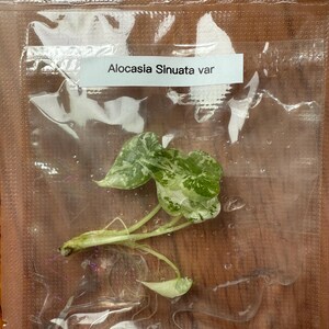 Alocasia Sinuata Variegated tissue culture rare plant, rare find, beautiful plant