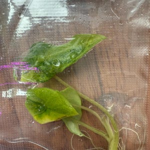 Variegated Alocasia Scalprum: Rare Tissue Culture Plant
