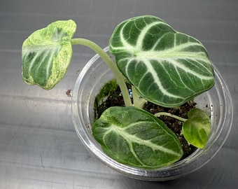 Alocasia Ninja Tricolor Variegated Tissue Culture - High