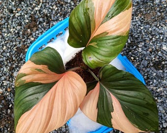 f*.様 0*0様 Homalomena rubescens❤︎pink'var Homalomena Rubescens Pink Variegated – FloristaPearl Garden