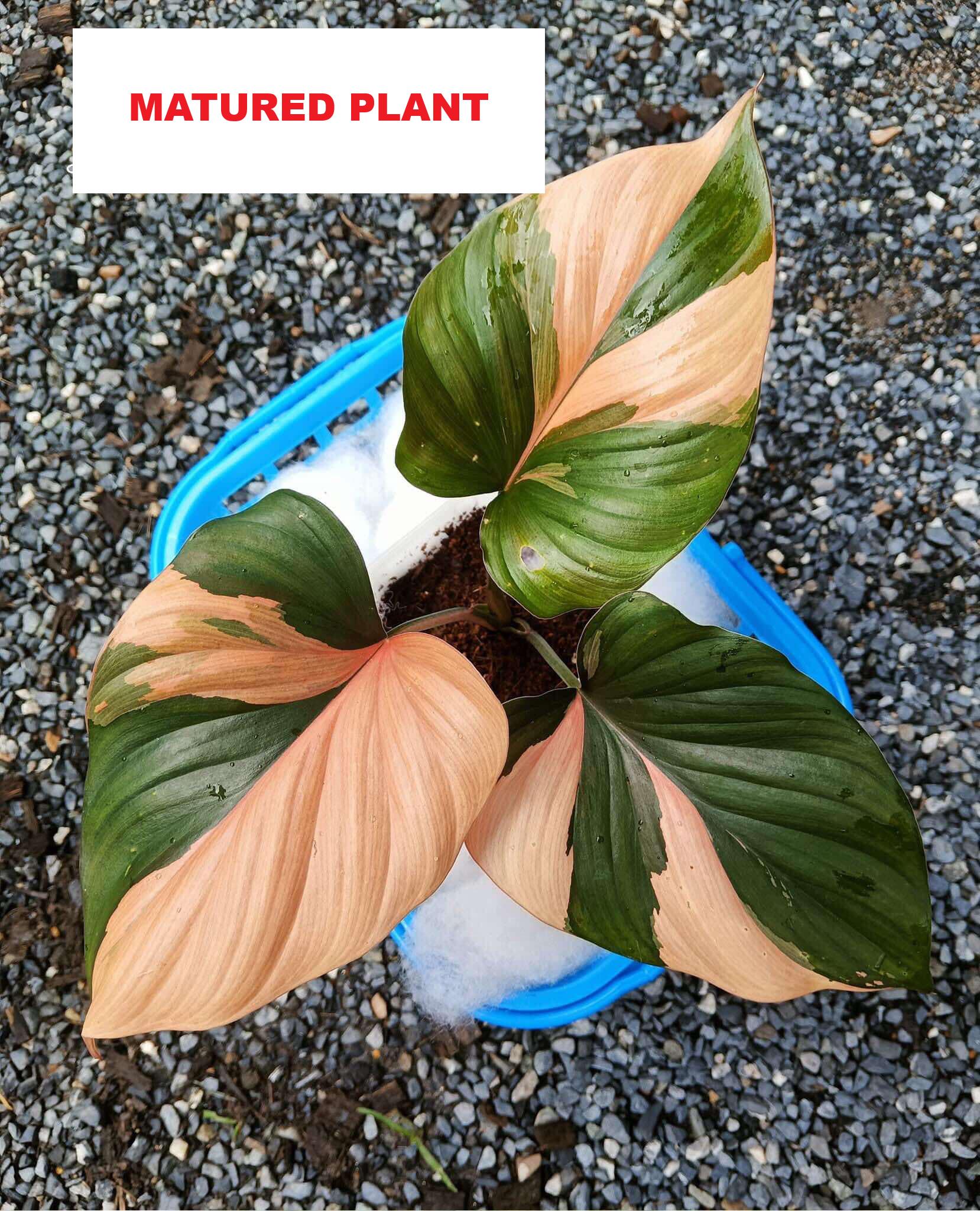 8月中セール☆ 斑入り ホマロメナ homalomena rubescens 8月中セール