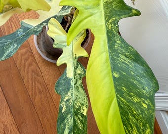 Philodendron Florida Beauty X Tortum Variegated Rooted Node