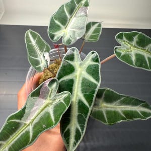 Variegated Alocasia Bambino: Rare Pink Rooted Plant