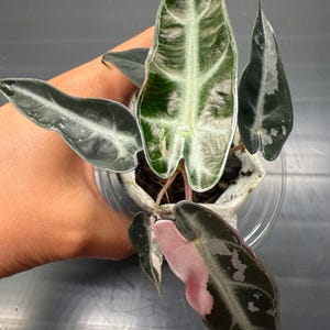 Variegated Alocasia Bambino Plant: Rare Pink Foliage, Healthy & Rooted