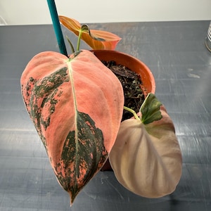 philodendron tortum in the wild Philodendron Tortum, Fern Leaf Vining Plant