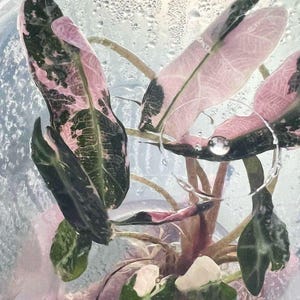Rare Pink Variegated Alocasia Bambino Tissue Culture Plant (Pre-Order)