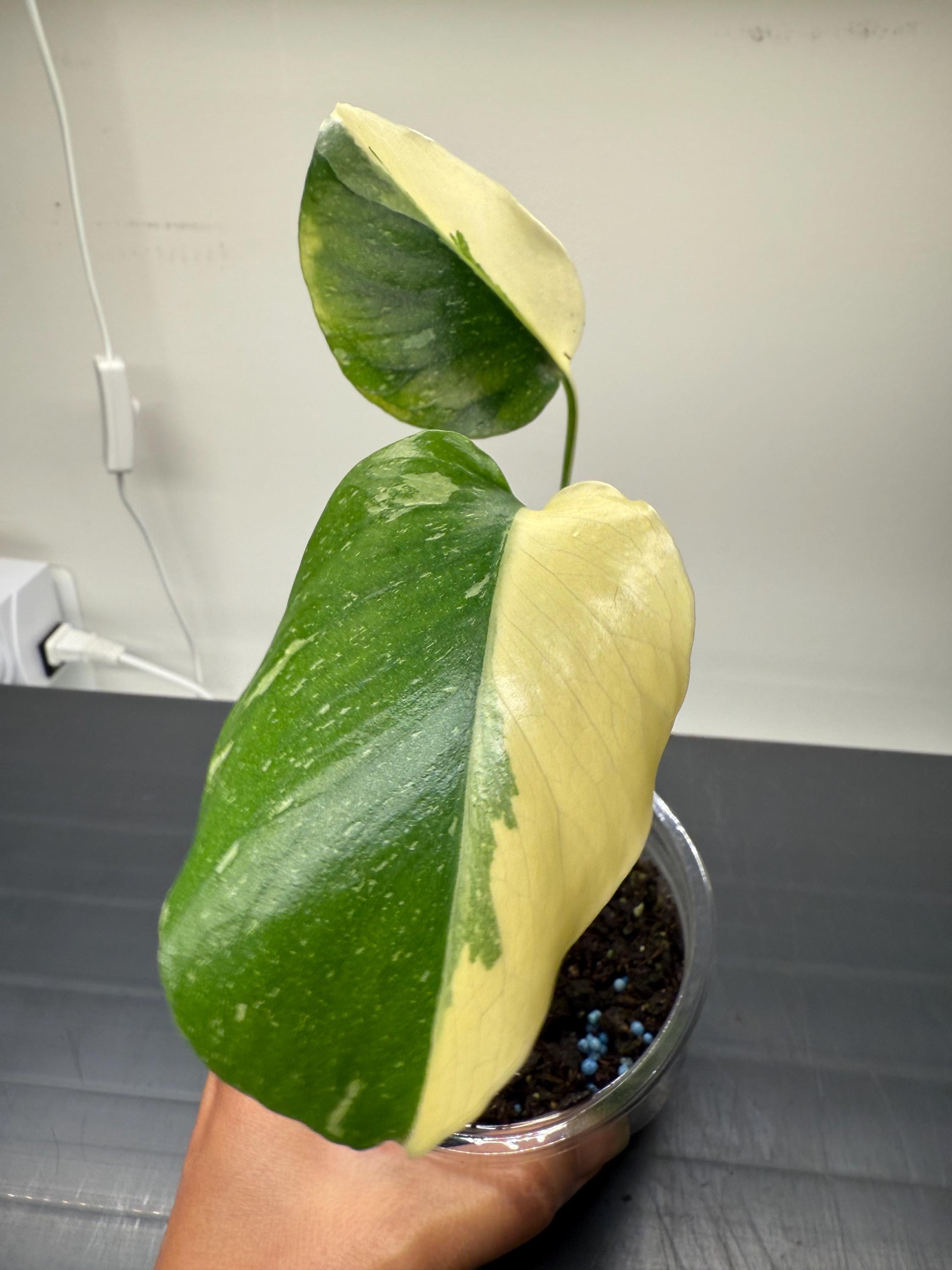 Monstera Cream Brulee starter plant, rare plant, rooted, high variegated, acclimated from tissue culture, Exact Plant