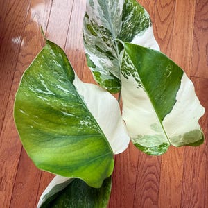 Variegated Monstera Albo Cutting - Rare Aroid Plant