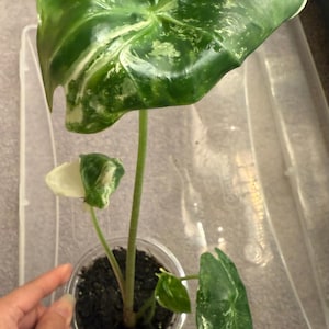 Alocasia longiloba Variegated, actual item, rare plant, beautiful variegation, US seller