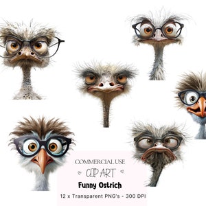 12 Funny Ostrich Clipart Bundle, Ostrich Clipart, Quirky Ostrich PNG  Quirky Birds PNG , Funny Birds Clipart Quirky Birds PNG, Birds Clipart